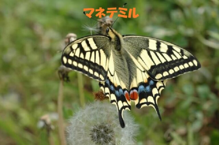 1分足、スキャルピング開始。「ターンナップGlideSlope彡」をまねてみる